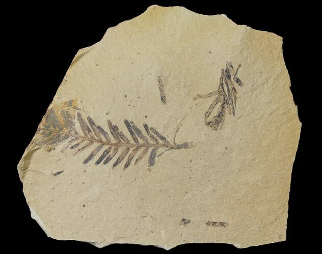 Dawn Redwood (Metasequoia) Fossils - Montana #126634